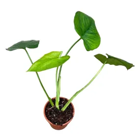 40 cm  Syngonium Chiapense House Plant 17 cm Pot