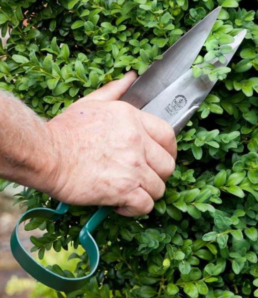 Topiary Trimming Shears